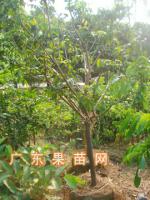 黄皮绿化树（规格：高2.0M 宽：1.5M）