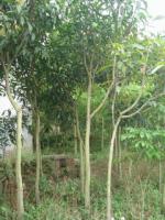 芒果绿化树(规格:高 1.8M 宽0.5M)