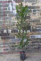 澳州坚果种子苗、高：70cm