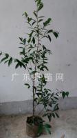 大果樱桃苗 规格：高1.0米