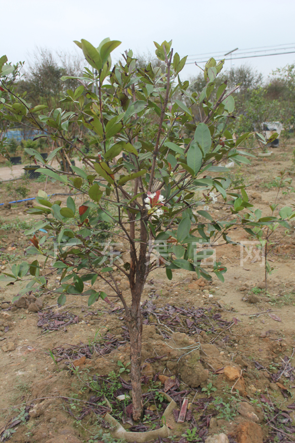 巴西樱桃树2014年开花了